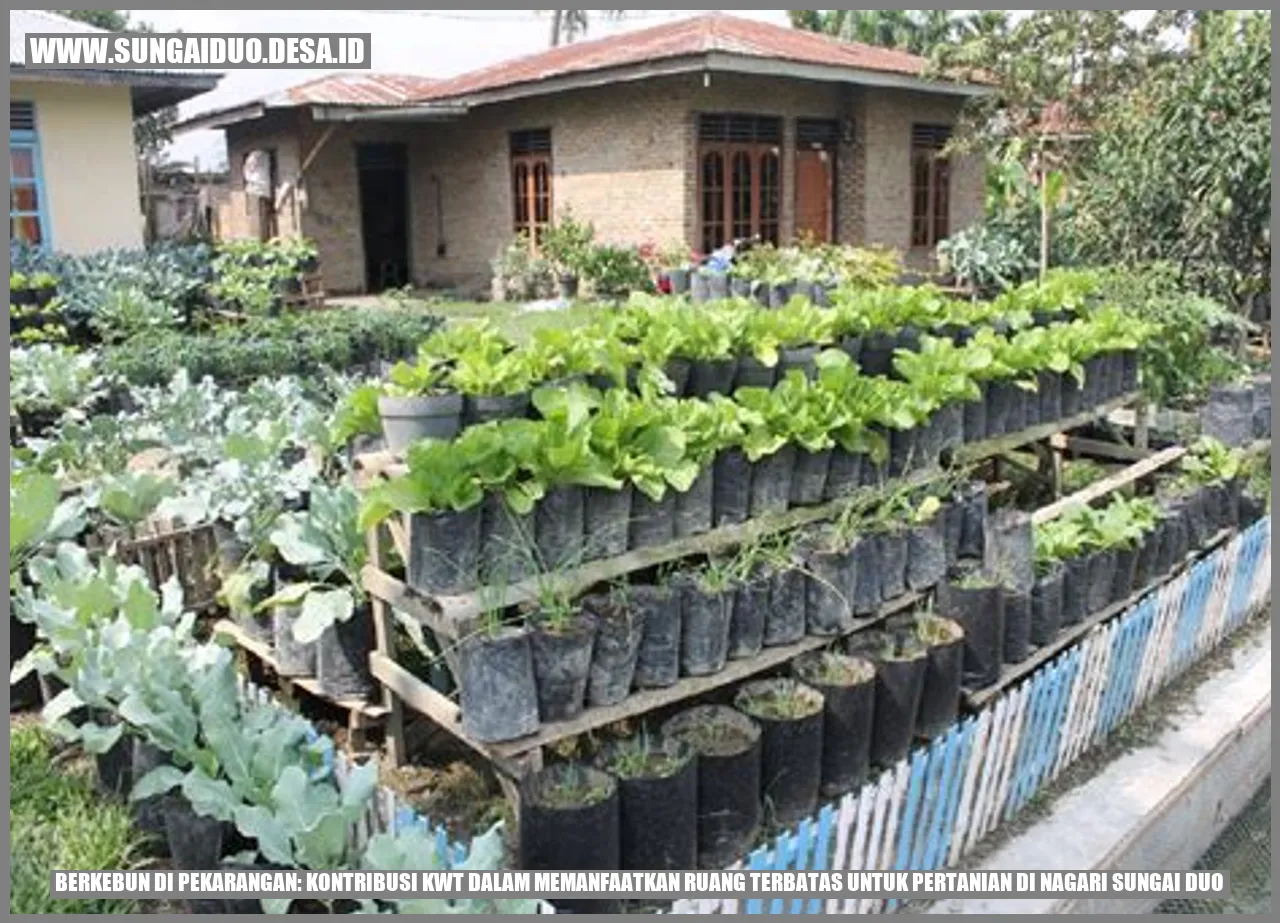 Berkebun di Pekarangan: Kontribusi KWT dalam Memanfaatkan Ruang Terbatas untuk Pertanian di Nagari Sungai Duo