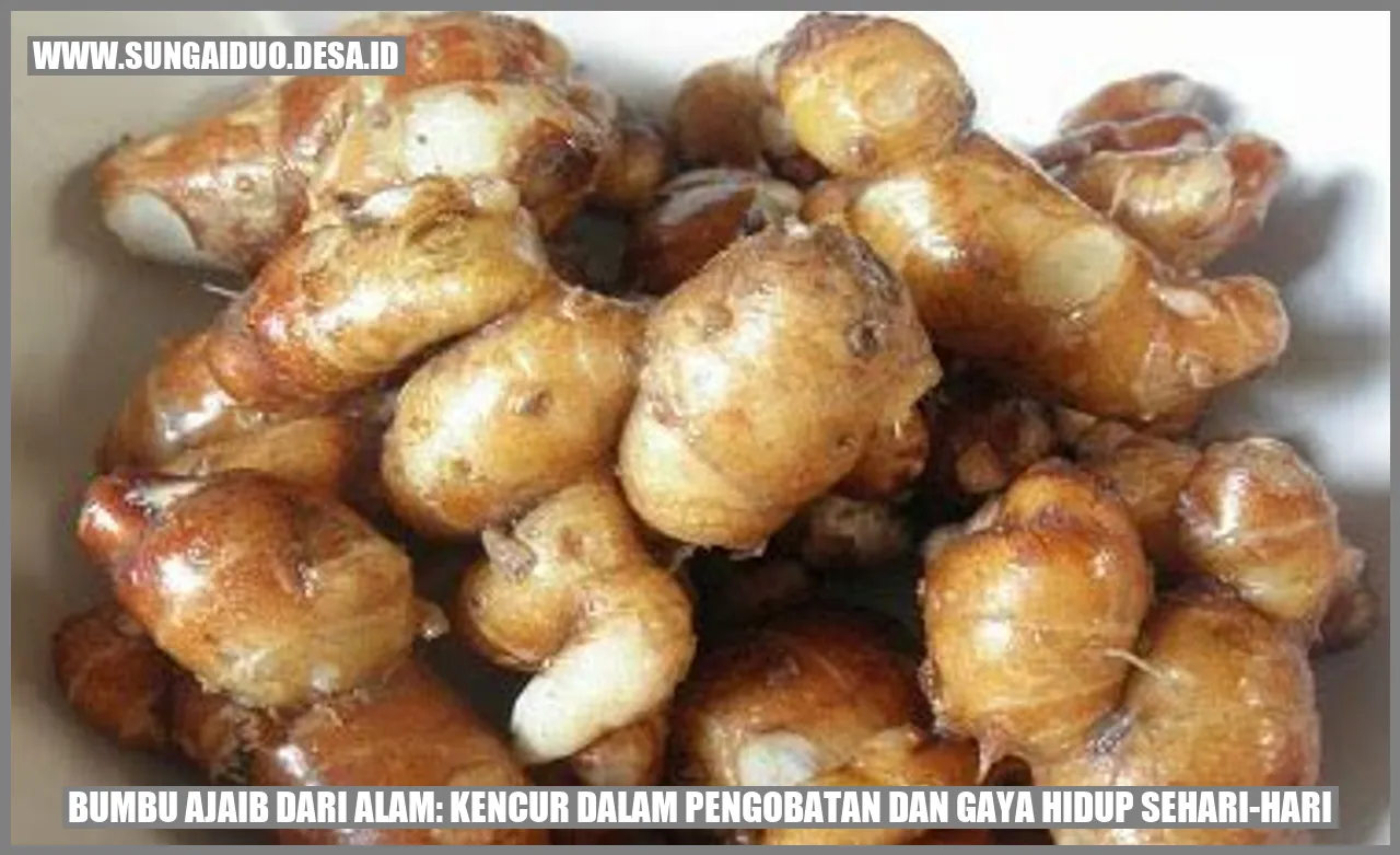Bumbu Ajaib dari Alam: Kencur dalam Pengobatan dan Gaya Hidup Sehari-hari