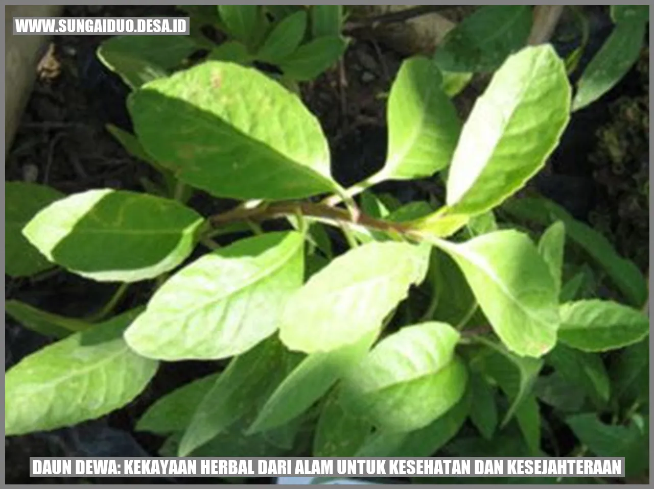 Rahasia Daun Dewa: Kekayaan Herbal Yang Membuatmu Sehat dan Kaya!