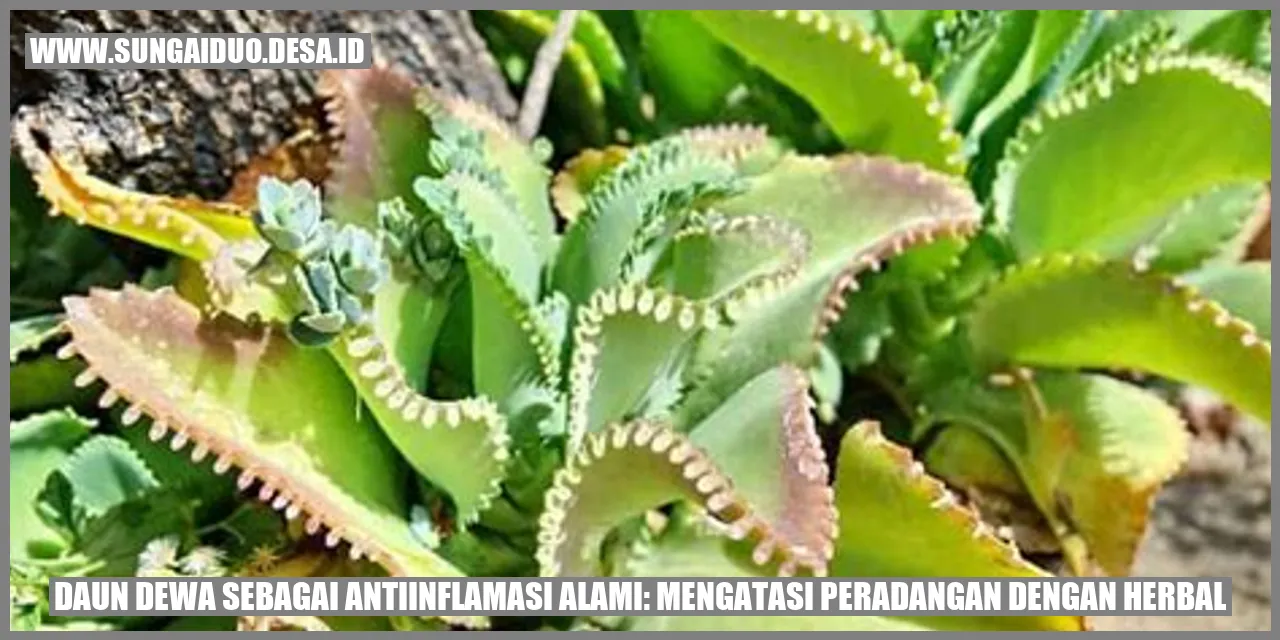 Daun Dewa sebagai Antiinflamasi Alami: Mengatasi Peradangan dengan Herbal