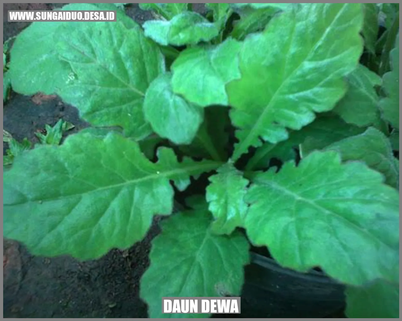 Daun Dewa