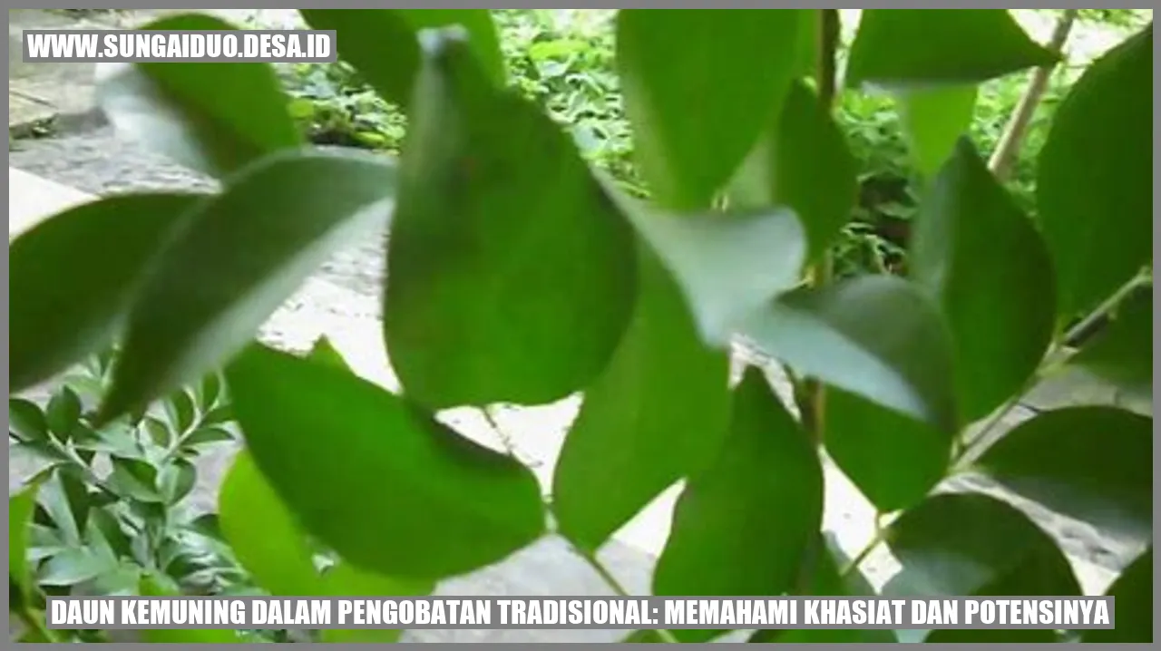 Daun Kemuning dalam Pengobatan Tradisional: Memahami Khasiat dan Potensinya