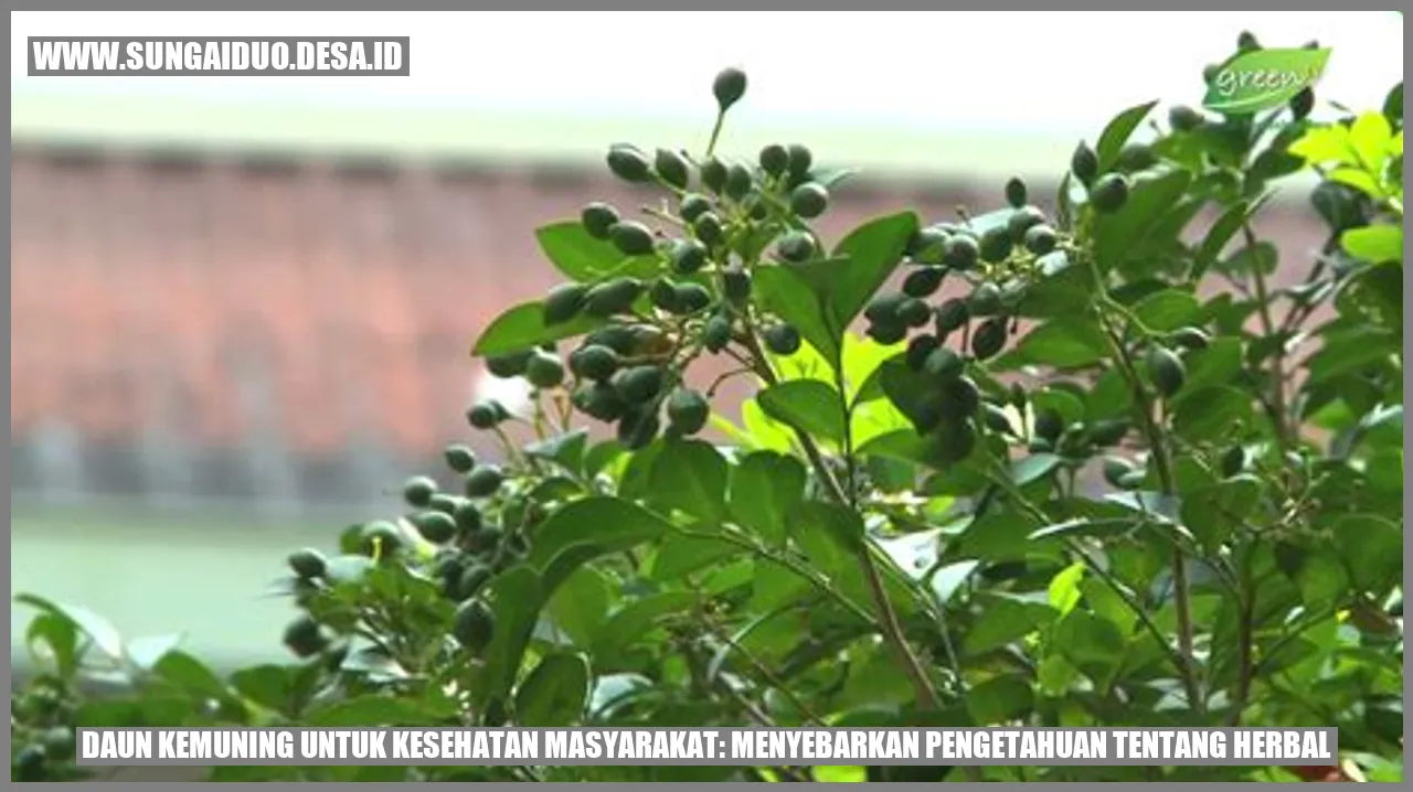 Daun Kemuning untuk Kesehatan Masyarakat: Menyebarkan Pengetahuan tentang Herbal
