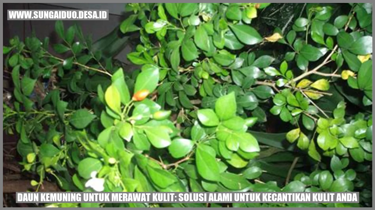 Daun Kemuning untuk Merawat Kulit: Solusi Alami untuk Kecantikan Kulit Anda