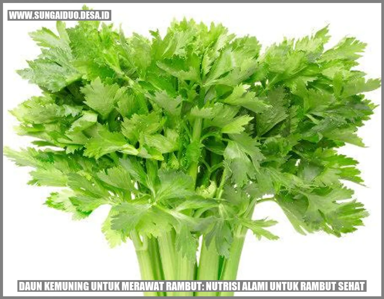 Terbongkar! Rahasia Rambut Indah dengan Daun Kemuning