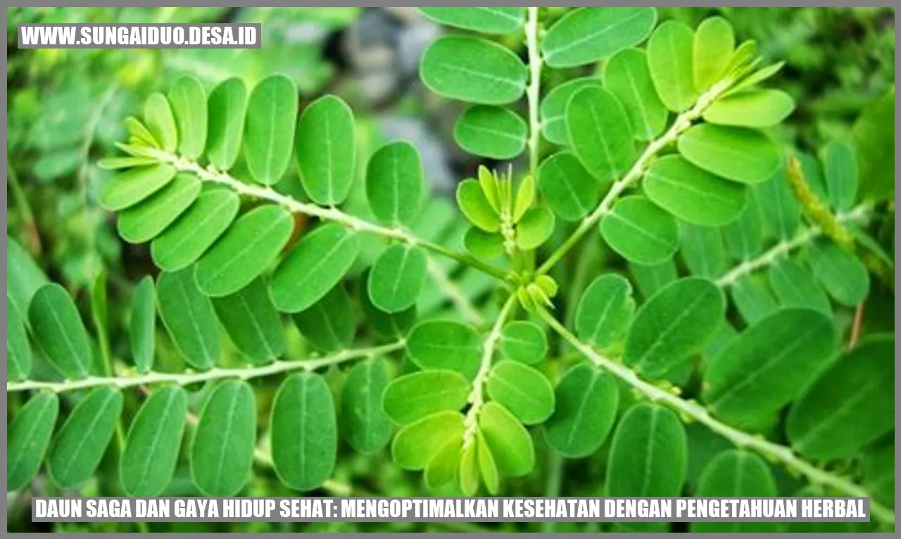 Daun Saga dan Gaya Hidup Sehat: Mengoptimalkan Kesehatan dengan Pengetahuan Herbal