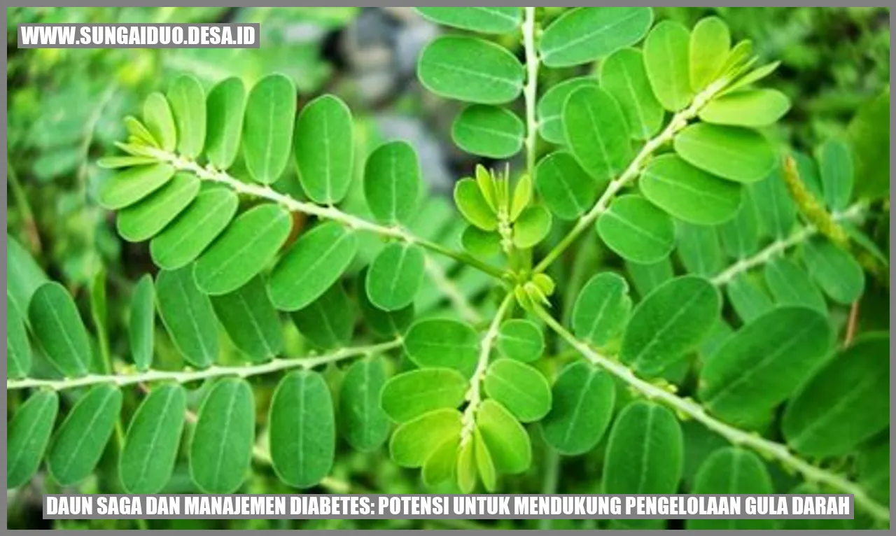 Rahasia Daun Saga: Diabetes Terkendali?