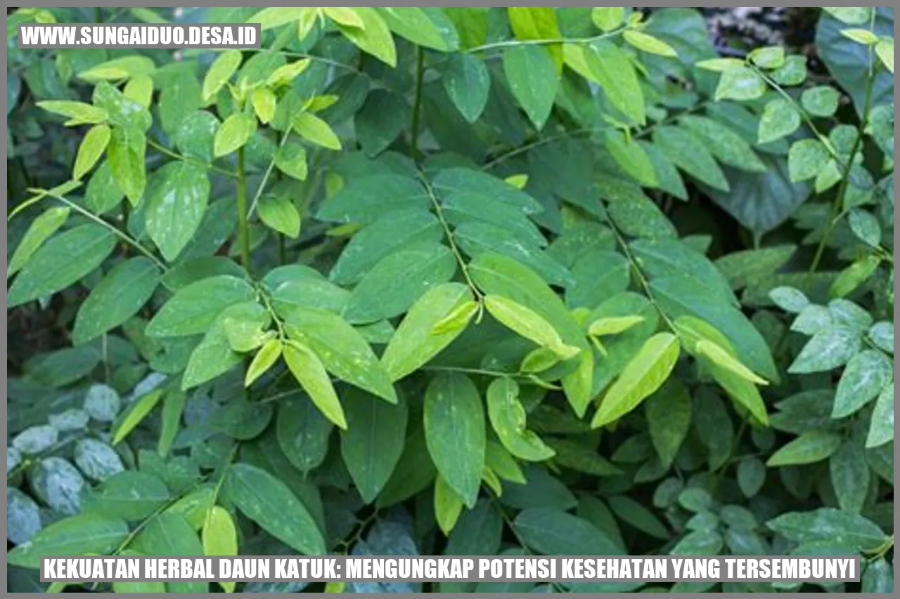 Gambar Daun Katuk
