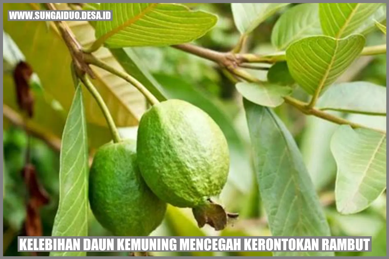 Daun Kemuning Mencegah Kerontokan Rambut
