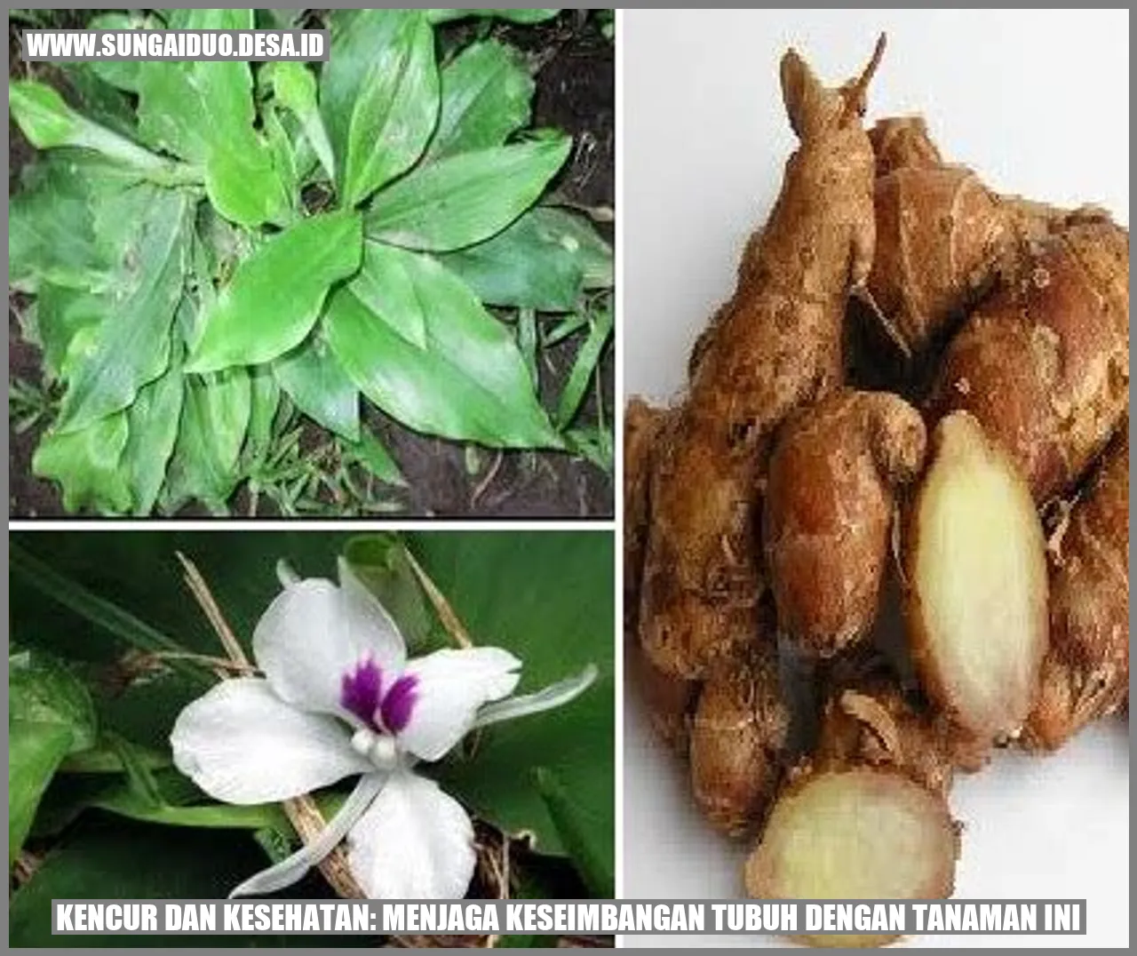 Kencur dan Kesehatan: Menjaga Keseimbangan Tubuh dengan Tanaman Ini