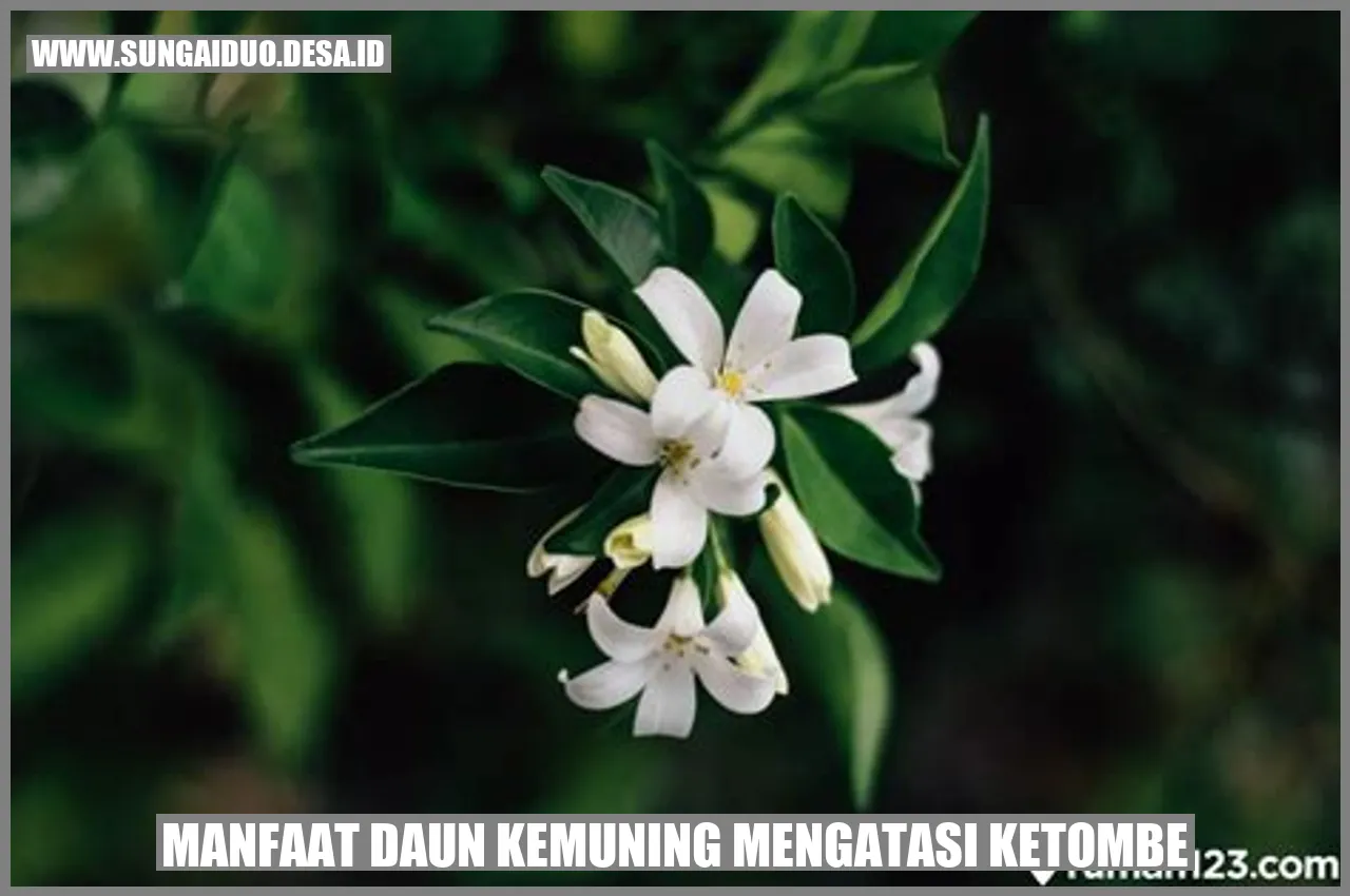 Daun Kemuning Mengatasi Ketombe