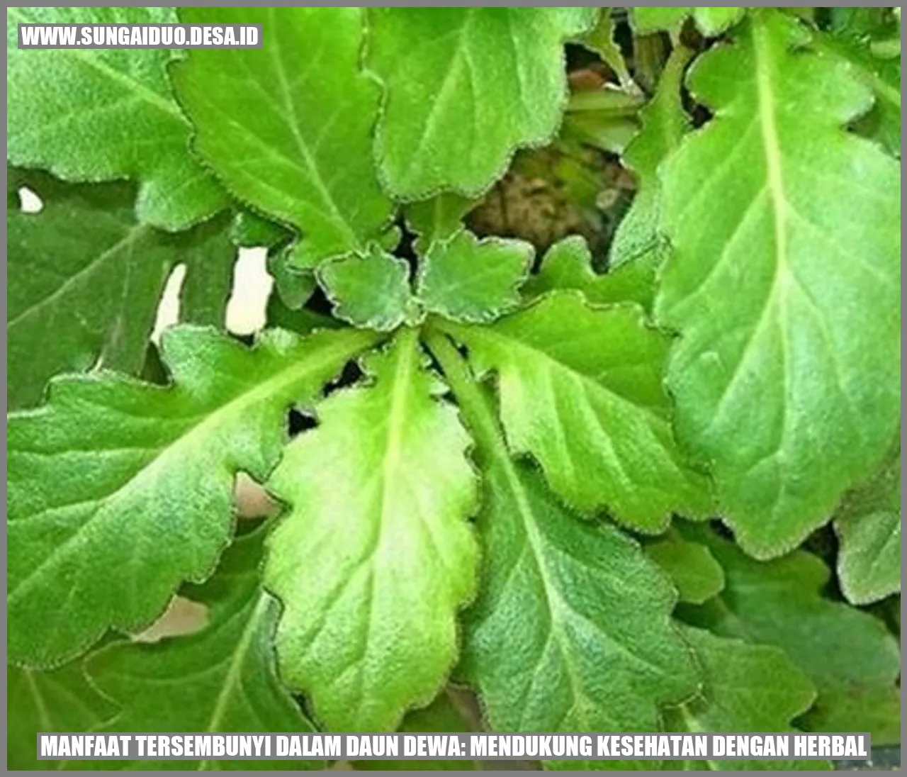 Manfaat Tersembunyi dalam Daun Dewa: Mendukung Kesehatan dengan Herbal