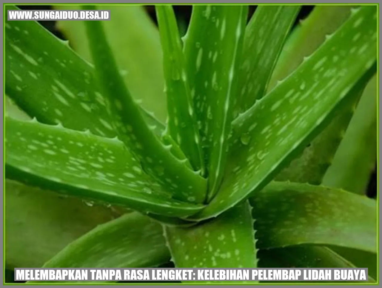 Melembapkan Tanpa Rasa Lengket: Kelebihan Pelembap Lidah Buaya