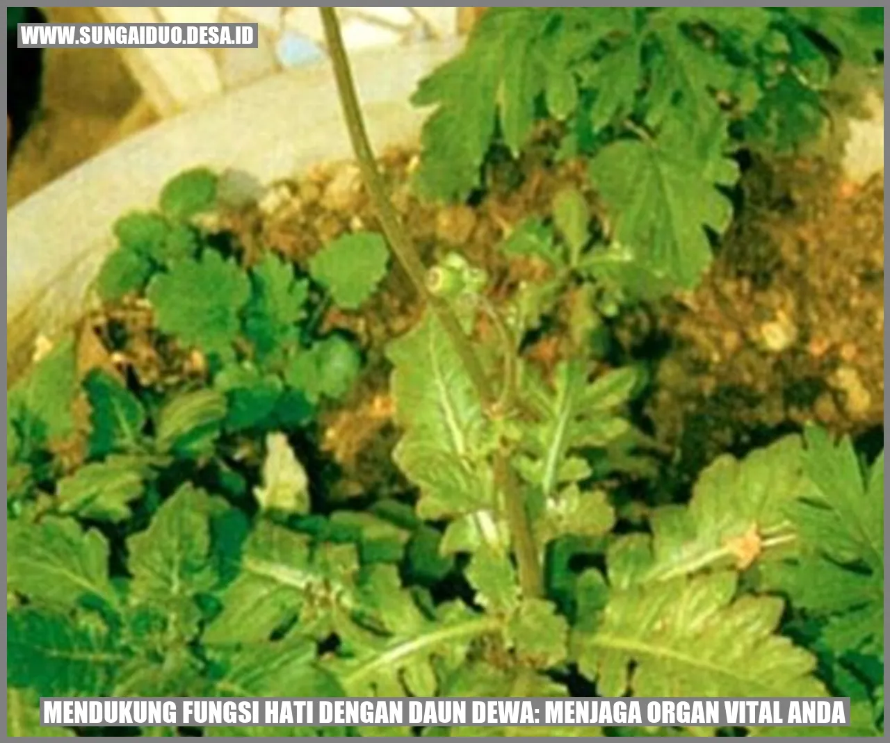 Mendukung Fungsi Hati dengan Daun Dewa: Menjaga Organ Vital Anda