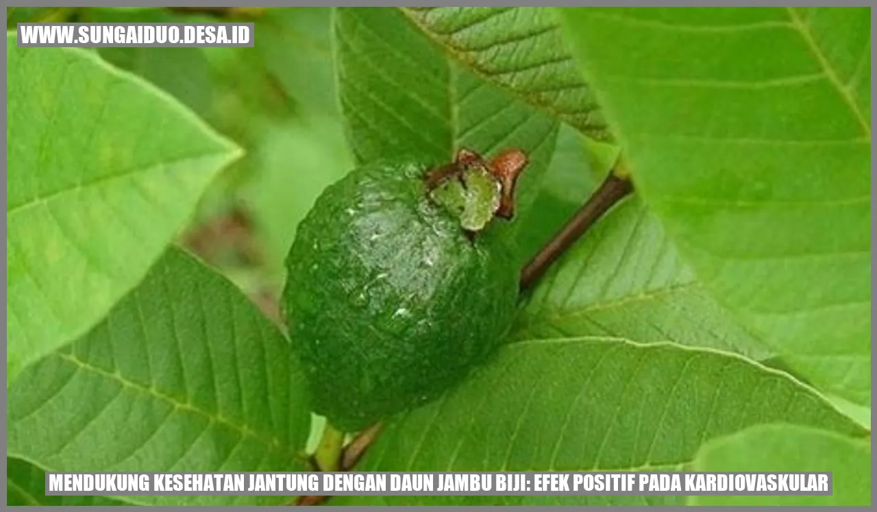 Mendukung Kesehatan Jantung dengan Daun Jambu Biji: Efek Positif pada Kardiovaskular