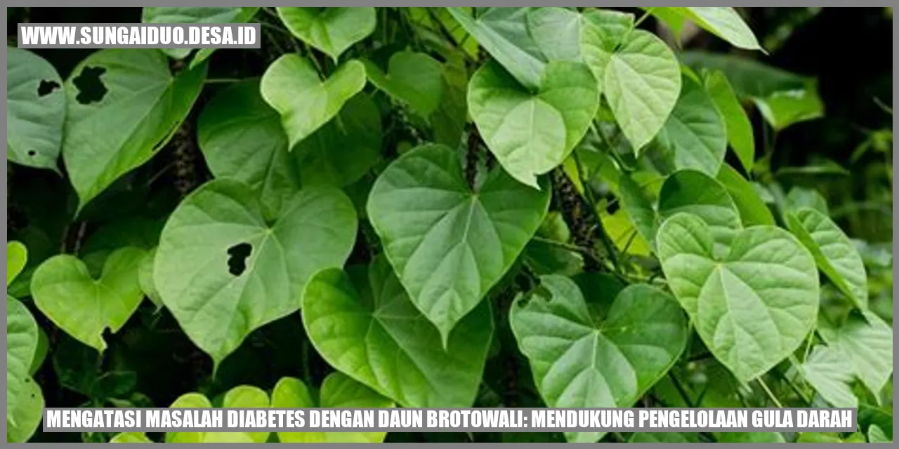 Mengatasi Masalah Diabetes dengan Daun Brotowali: Mendukung Pengelolaan Gula Darah