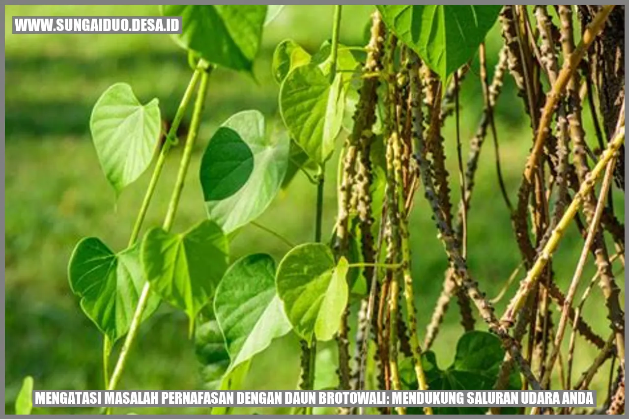 Mengatasi Masalah Pernafasan dengan Daun Brotowali: Mendukung Saluran Udara Anda