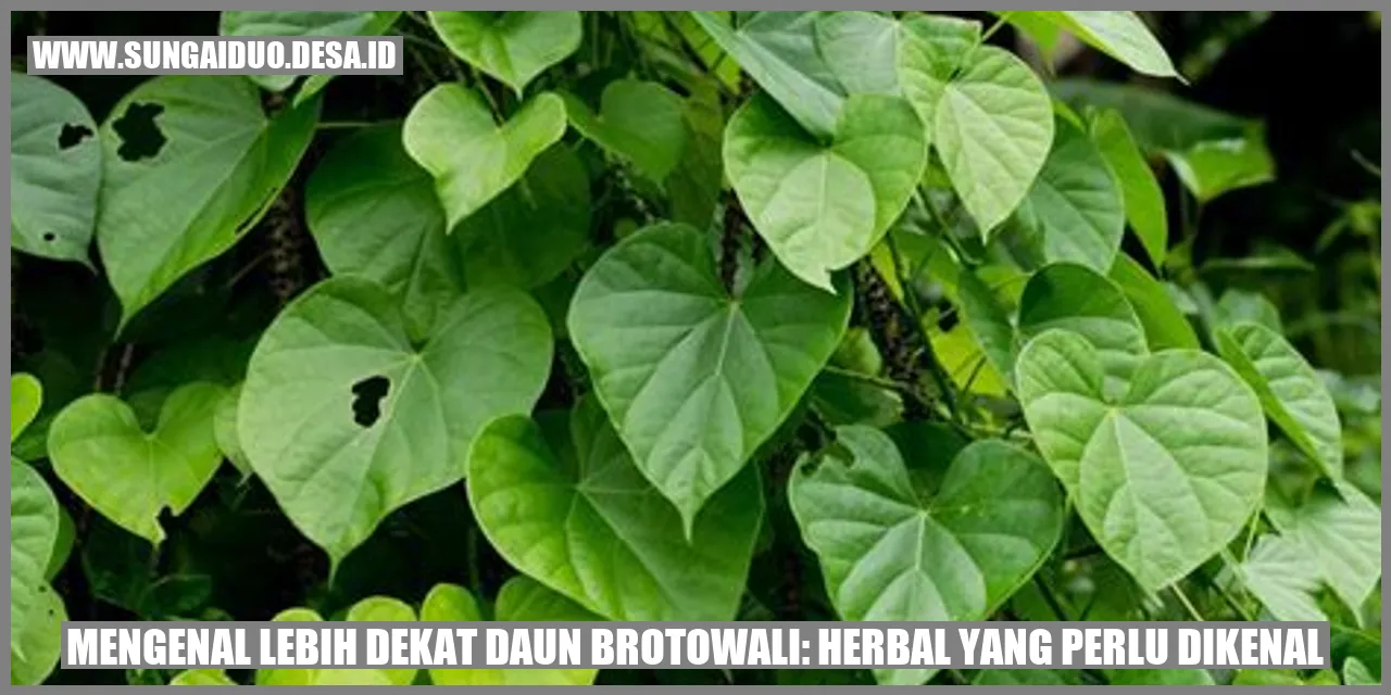 Mengenal Lebih Dekat Daun Brotowali: Herbal yang Perlu Dikenal