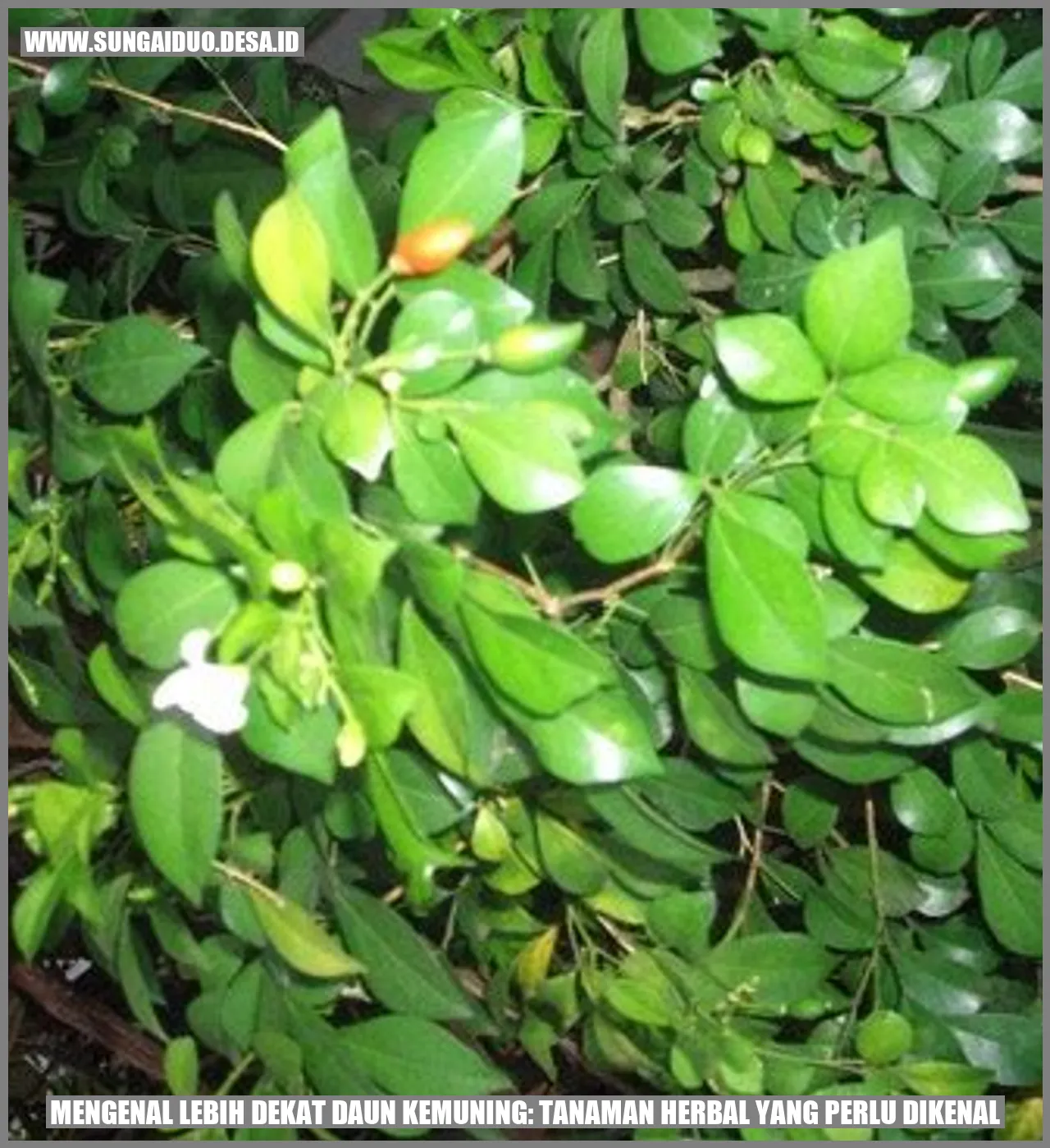 Mengenal Lebih Dekat Daun Kemuning: Tanaman Herbal yang Perlu Dikenal