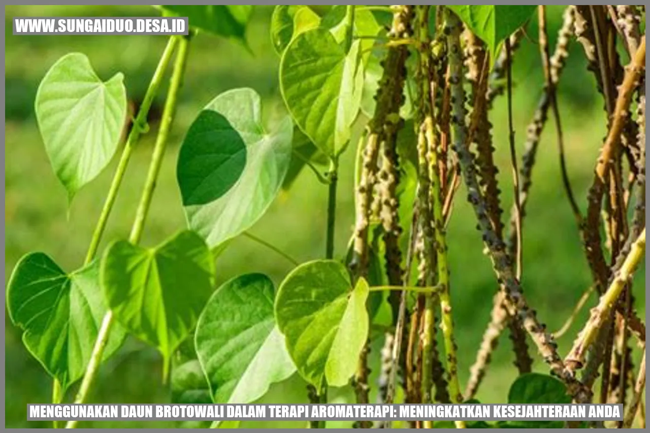 Menggunakan Daun Brotowali dalam Terapi Aromaterapi: Meningkatkan Kesejahteraan Anda
