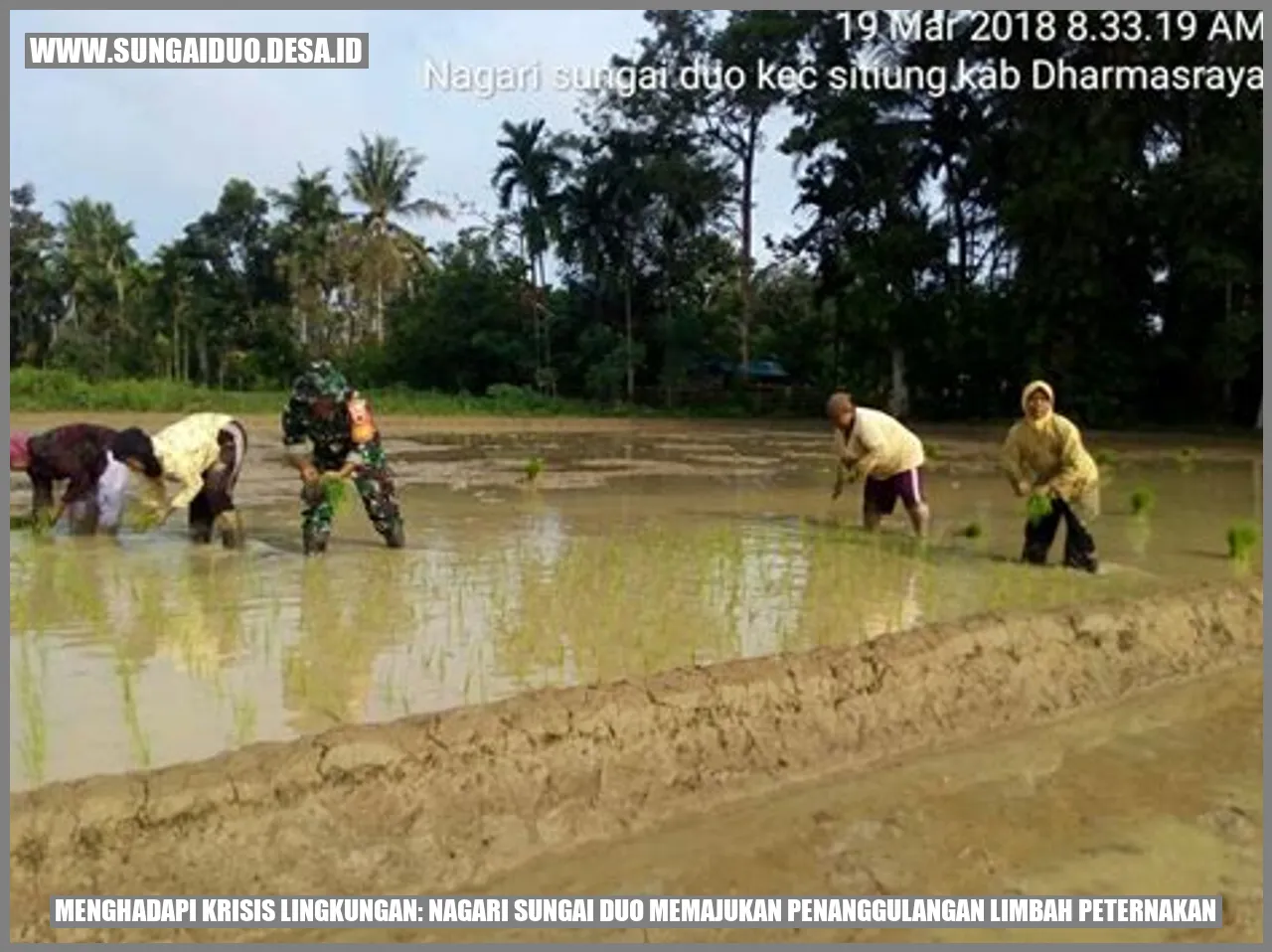 Menghadapi Krisis Lingkungan: Nagari Sungai Duo Memajukan Penanggulangan Limbah Peternakan