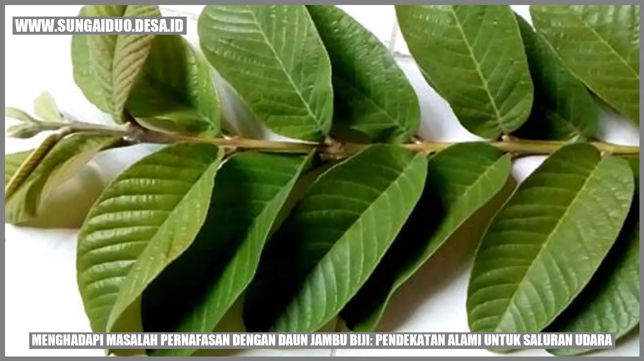 Menghadapi Masalah Pernafasan dengan Daun Jambu Biji: Pendekatan Alami untuk Saluran Udara