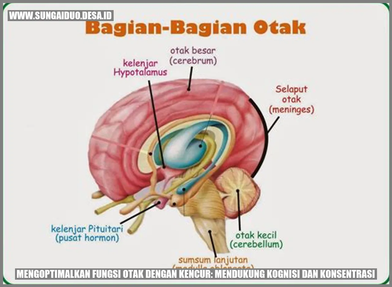 Mengoptimalkan Fungsi Otak dengan Kencur: Mendukung Kognisi dan Konsentrasi