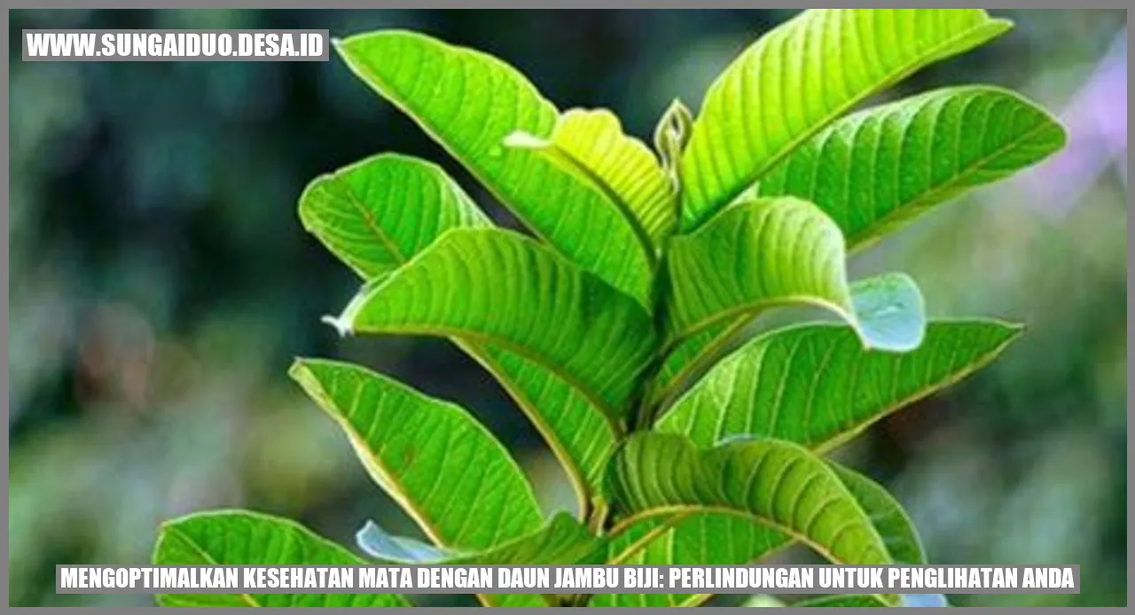 Mengoptimalkan Kesehatan Mata dengan Daun Jambu Biji: Perlindungan untuk Penglihatan Anda