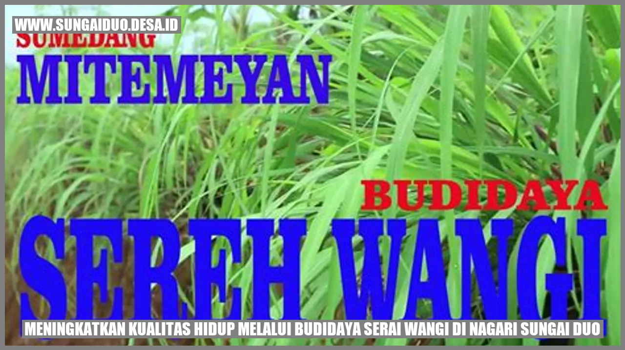 Meningkatkan Kualitas Hidup melalui Budidaya Serai Wangi di Nagari Sungai Duo