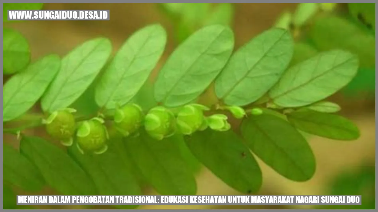 Meniran dalam Pengobatan Tradisional: Edukasi Kesehatan untuk Masyarakat Nagari Sungai Duo