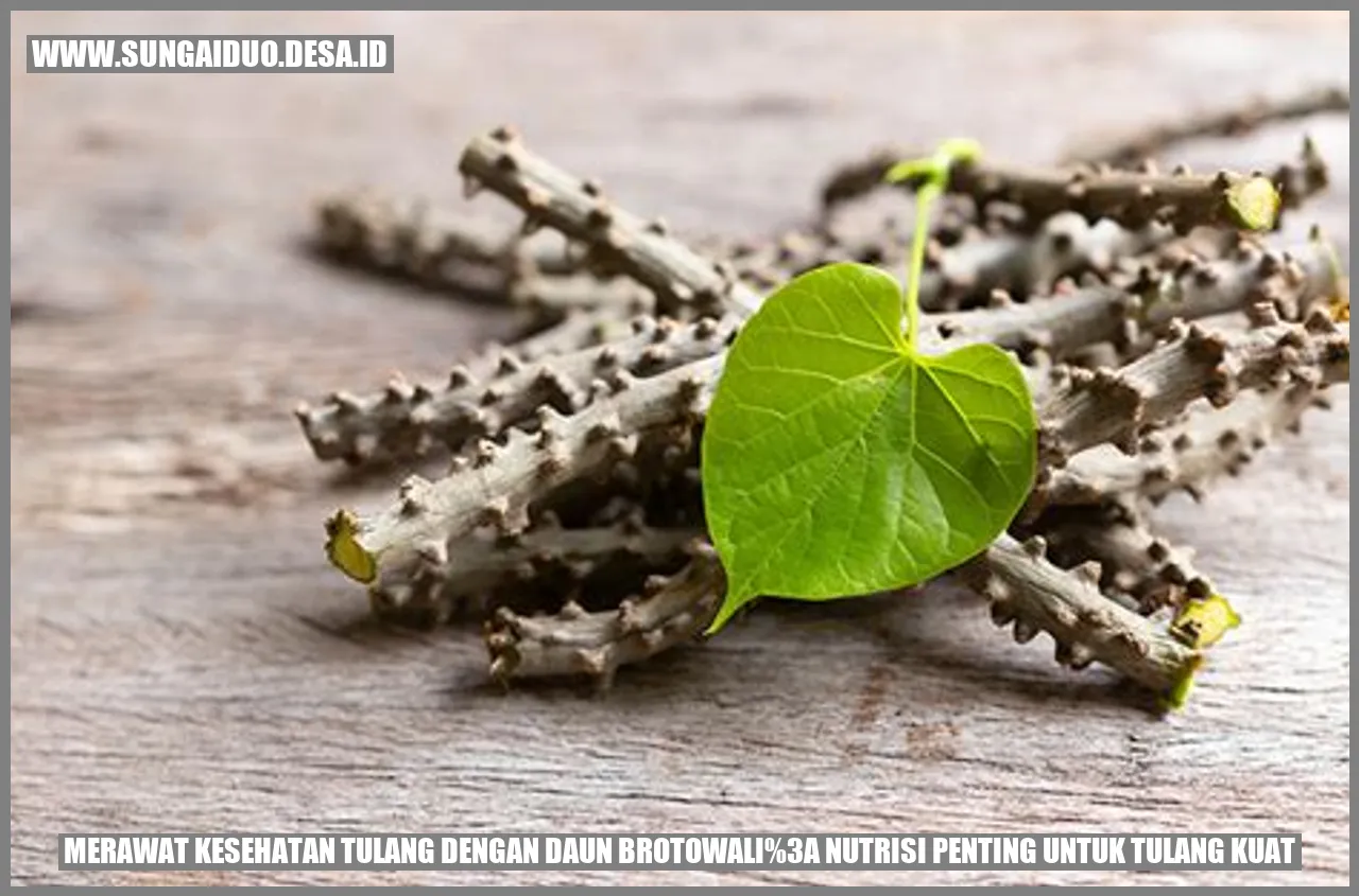 Merawat Kesehatan Tulang dengan Daun Brotowali: Nutrisi Penting untuk Tulang Kuat