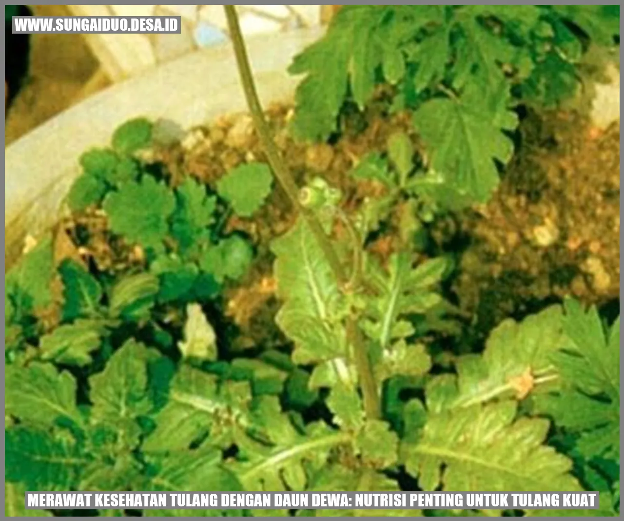 Merawat Kesehatan Tulang dengan Daun Dewa: Nutrisi Penting untuk Tulang Kuat