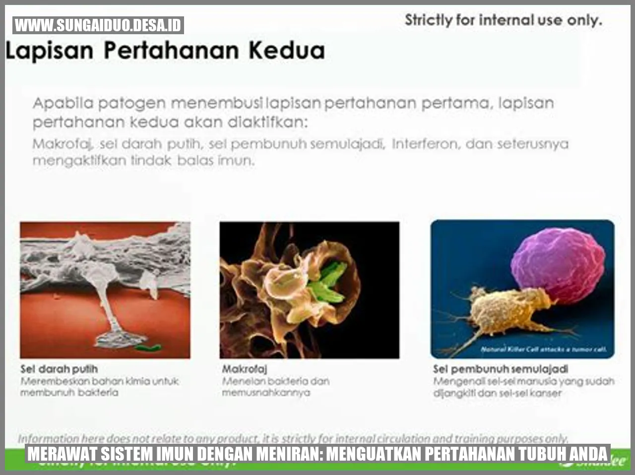 Menantang Imunmu dengan Meniran: Tubuhmu akan Tak Terkalahkan!