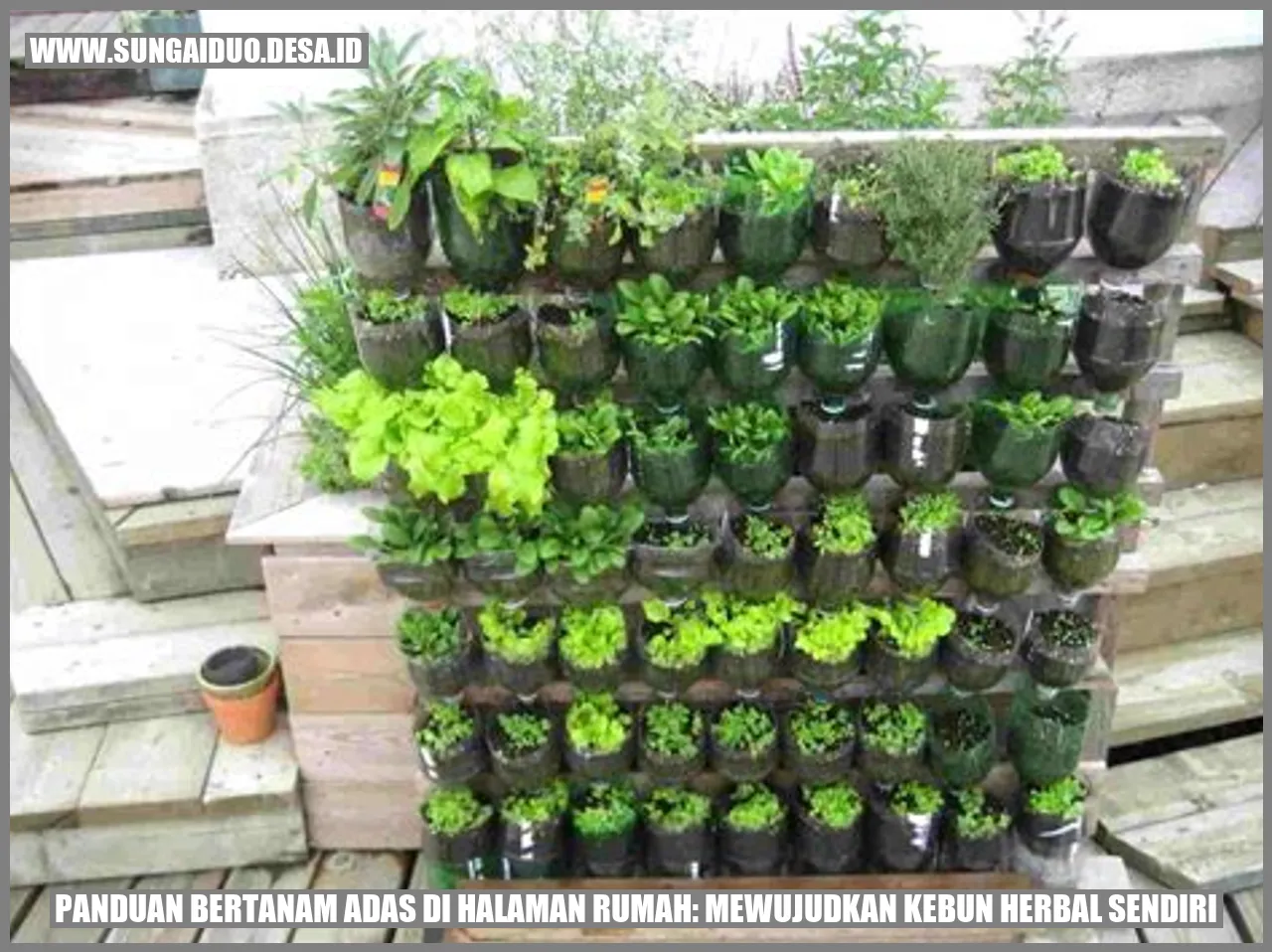 Panduan Bertanam Adas di Halaman Rumah: Mewujudkan Kebun Herbal Sendiri