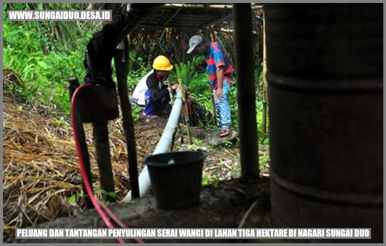 Peluang dan Tantangan Penyulingan Serai Wangi di Lahan Tiga Hektare di Nagari Sungai Duo