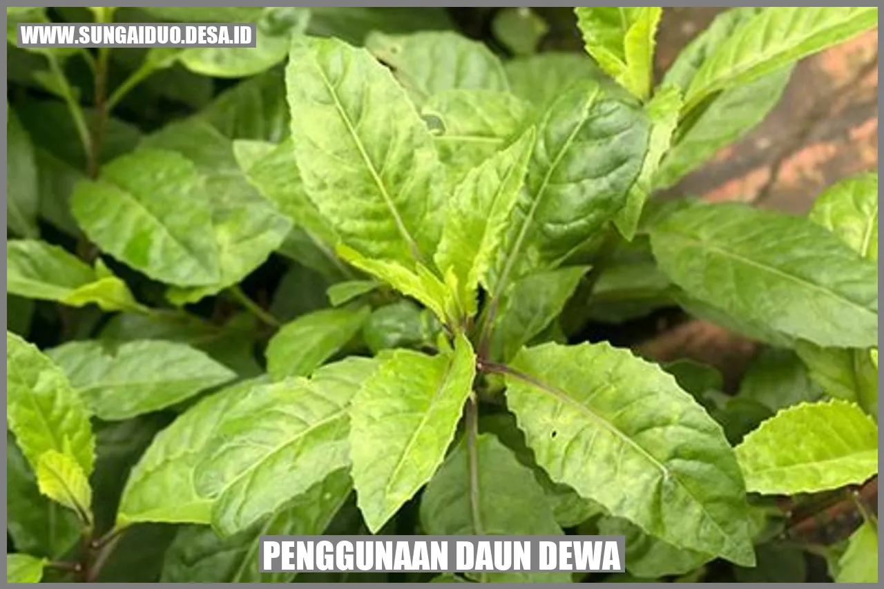 Penggunaan Daun Dewa