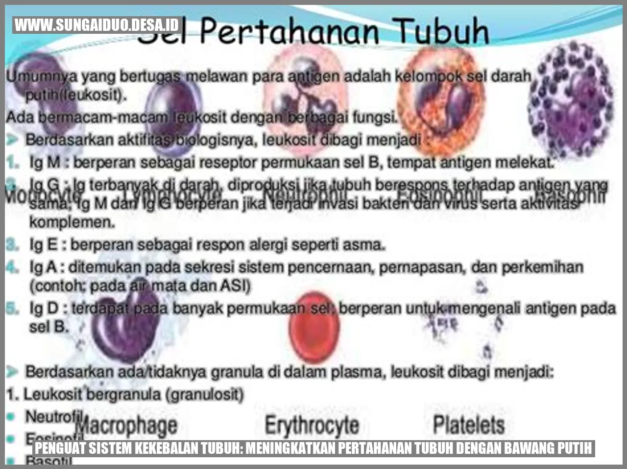 Penguat Sistem Kekebalan Tubuh: Meningkatkan Pertahanan Tubuh dengan Bawang Putih