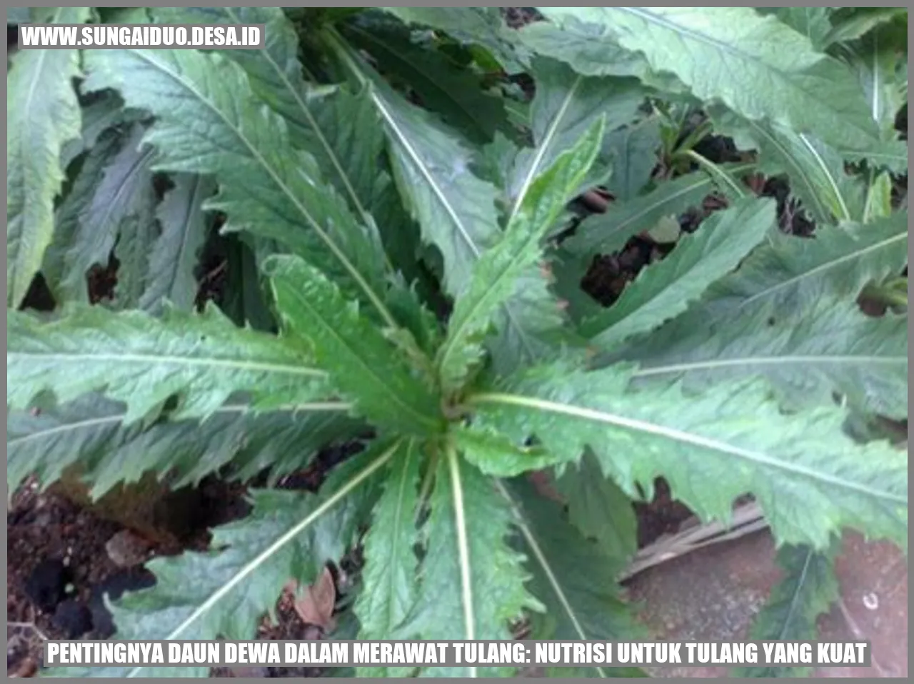 Pentingnya Daun Dewa dalam Merawat Tulang: Nutrisi untuk Tulang yang Kuat