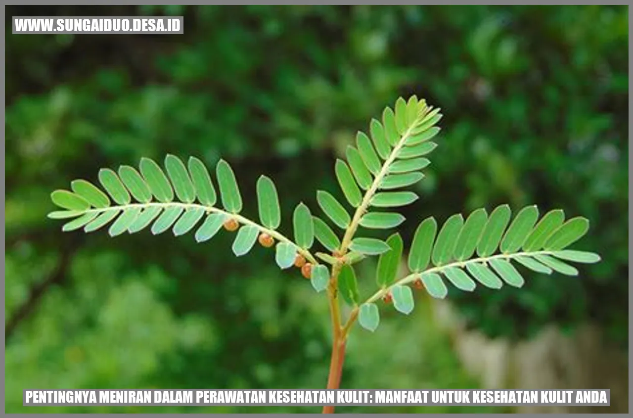 Pentingnya Meniran dalam Perawatan Kesehatan Kulit: Manfaat untuk Kesehatan Kulit Anda