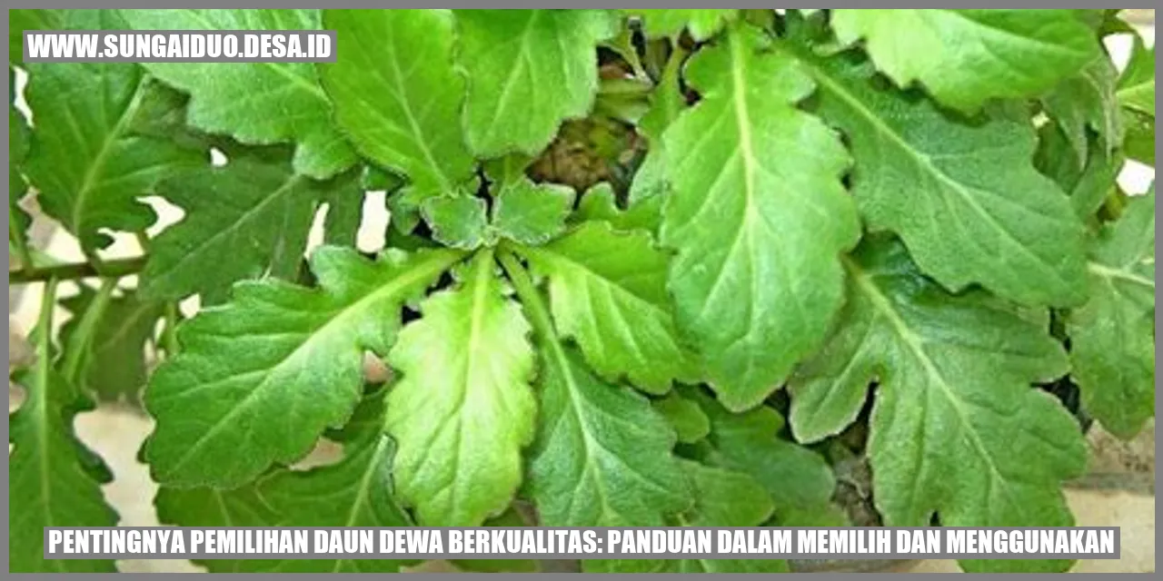 Pentingnya Pemilihan Daun Dewa Berkualitas: Panduan dalam Memilih dan Menggunakan