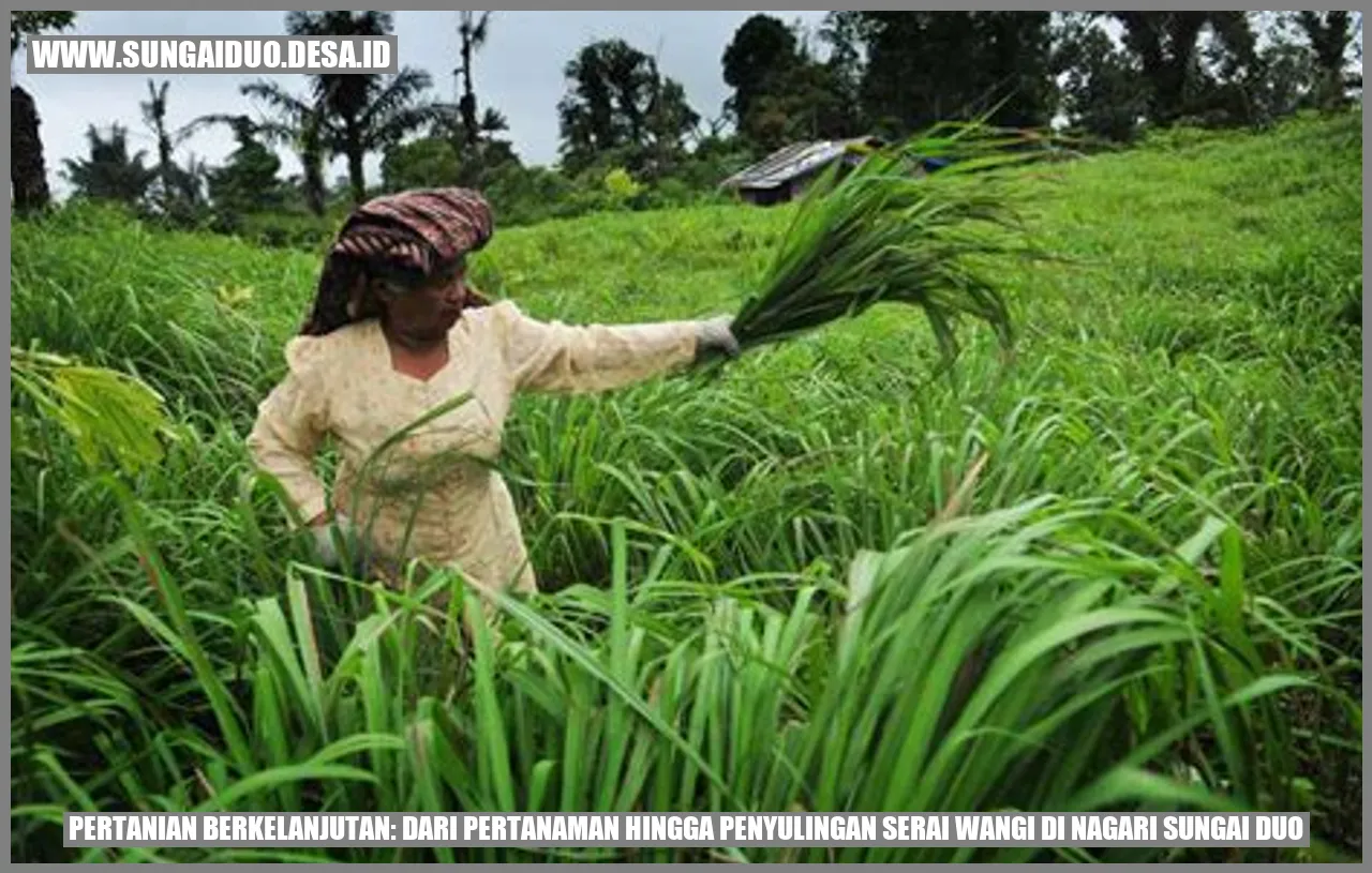 Bertani Serai Wangi di Nagari Sungai Duo: Pertanian Berkelanjutan dari Pertanaman hingga Penyulingan