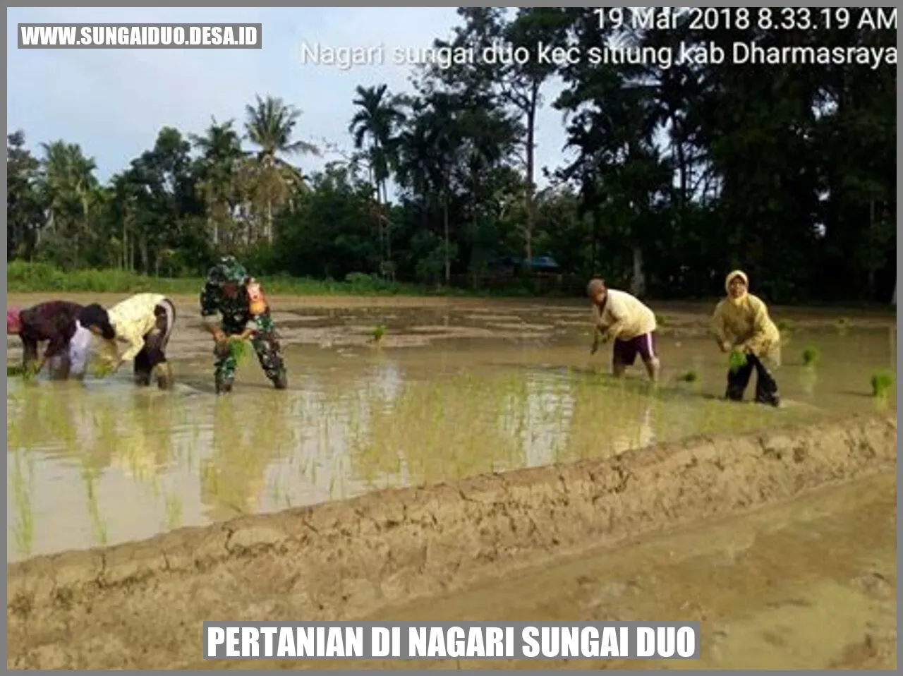 Pertanian di Nagari Sungai Duo
