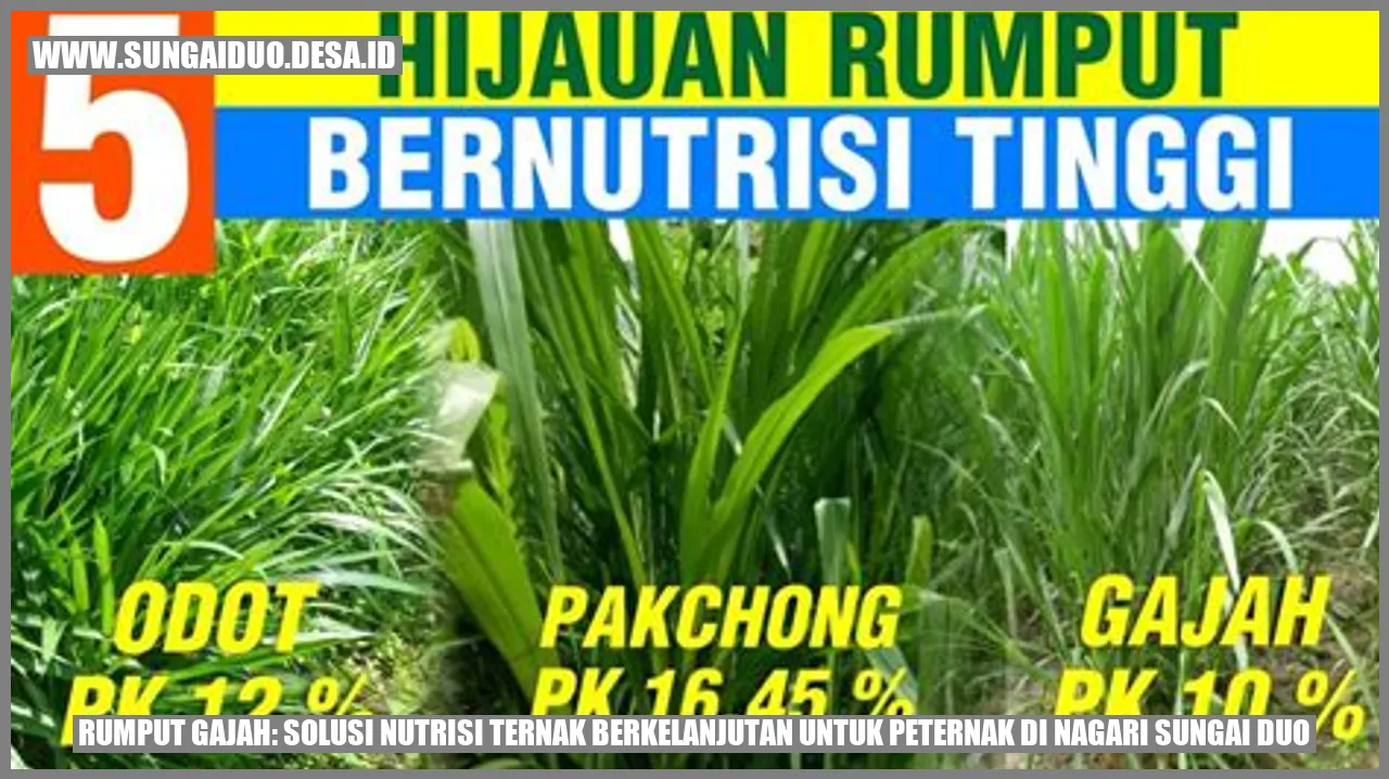 Rumput Gajah: Solusi Nutrisi Ternak Berkelanjutan untuk Peternak di Nagari Sungai Duo