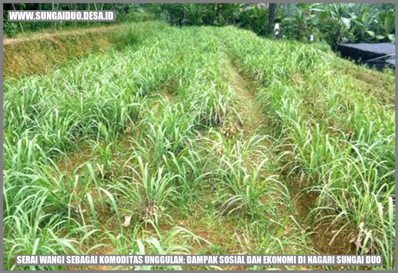 Serai Wangi sebagai Komoditas Unggulan: Dampak Sosial dan Ekonomi di Nagari Sungai Duo