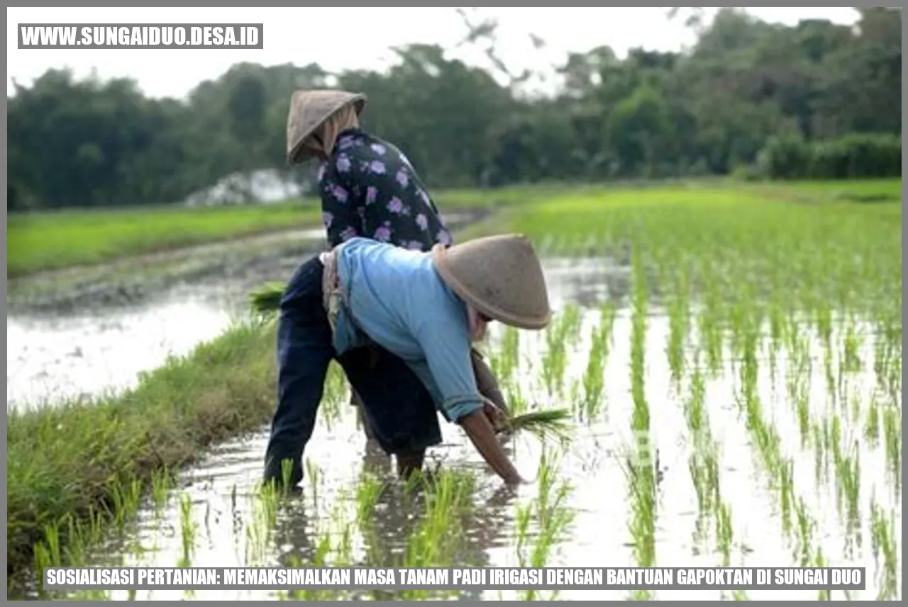 Sosialisasi Pertanian: Memaksimalkan Masa Tanam Padi Irigasi dengan Bantuan Gapoktan di Sungai Duo