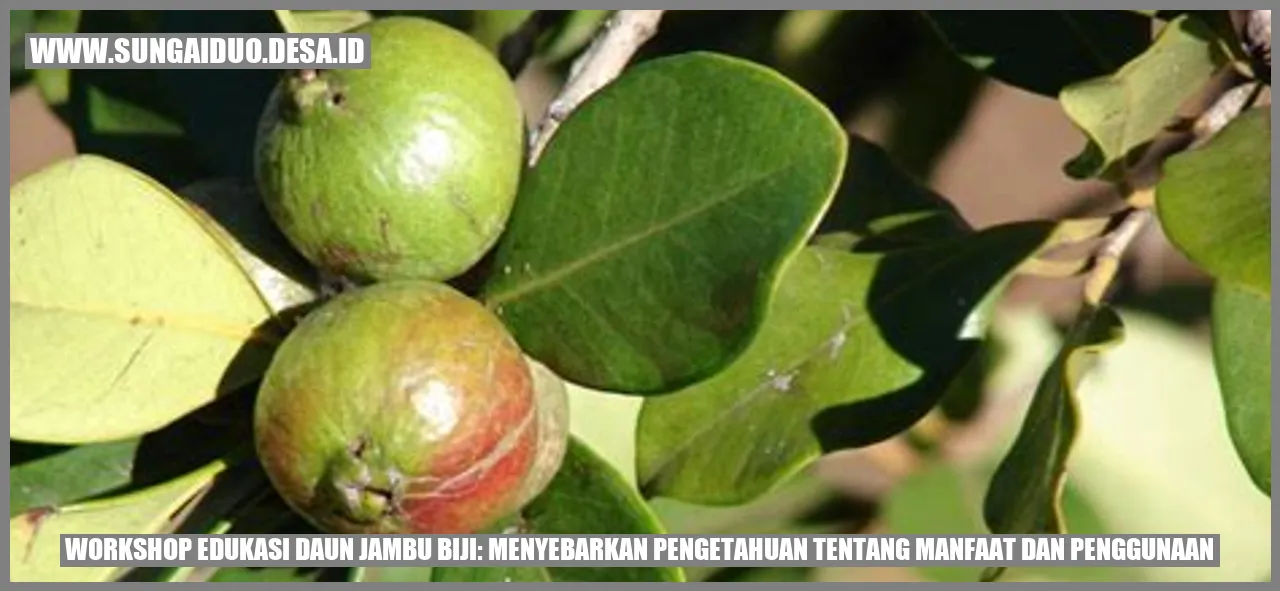 Daun Jambu Biji